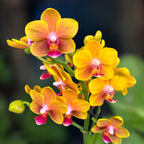 Phalaenopsis Reyoung Romance (Lioulin Orange) - flori parfumate