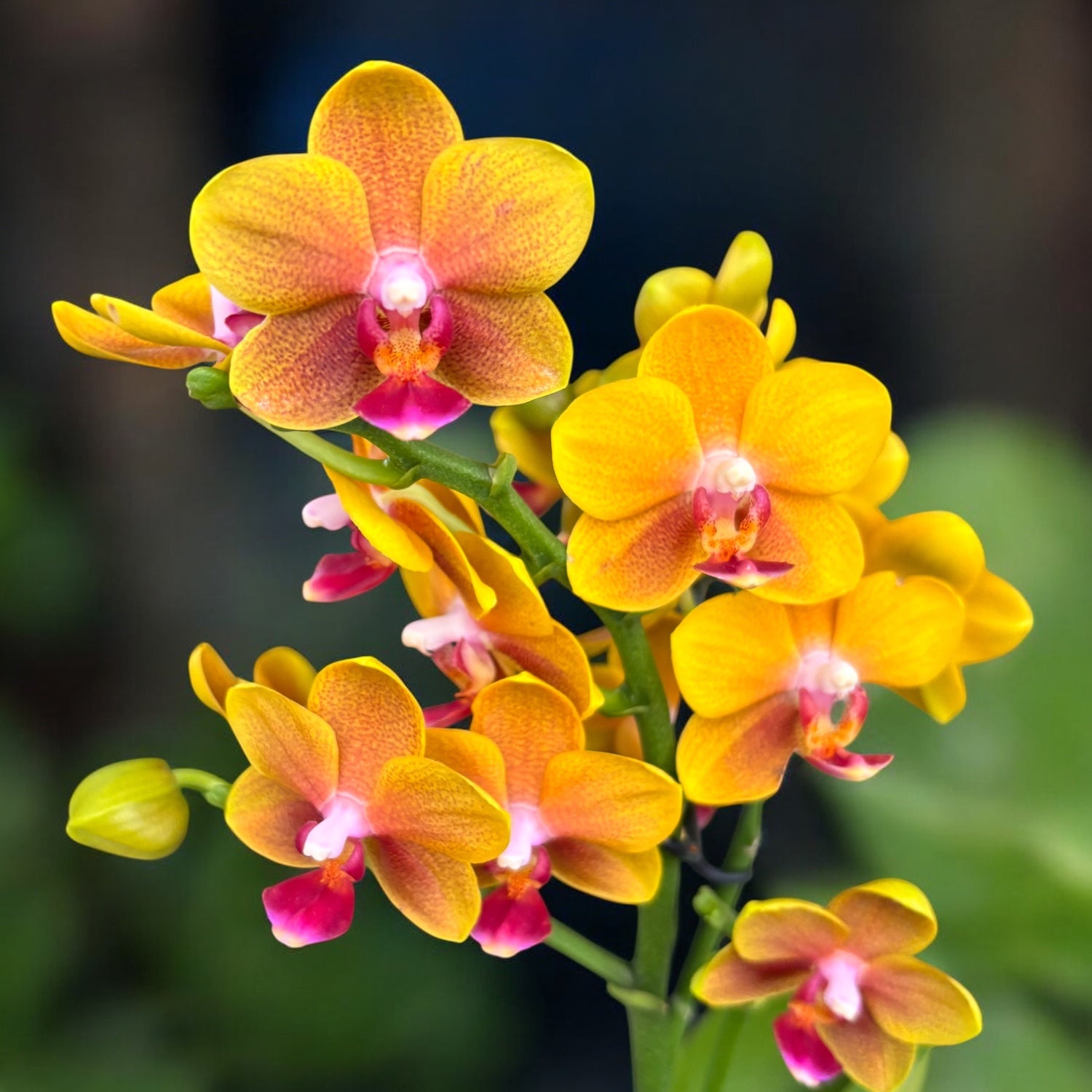Phalaenopsis Reyoung Romance (Lioulin Orange) - flori parfumate