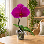 Phalaenopsis Singolo Shima - floarea XXL