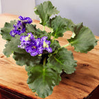 Violete de Parma crete - Saintpaulia 'Curlies Ocean Fi'