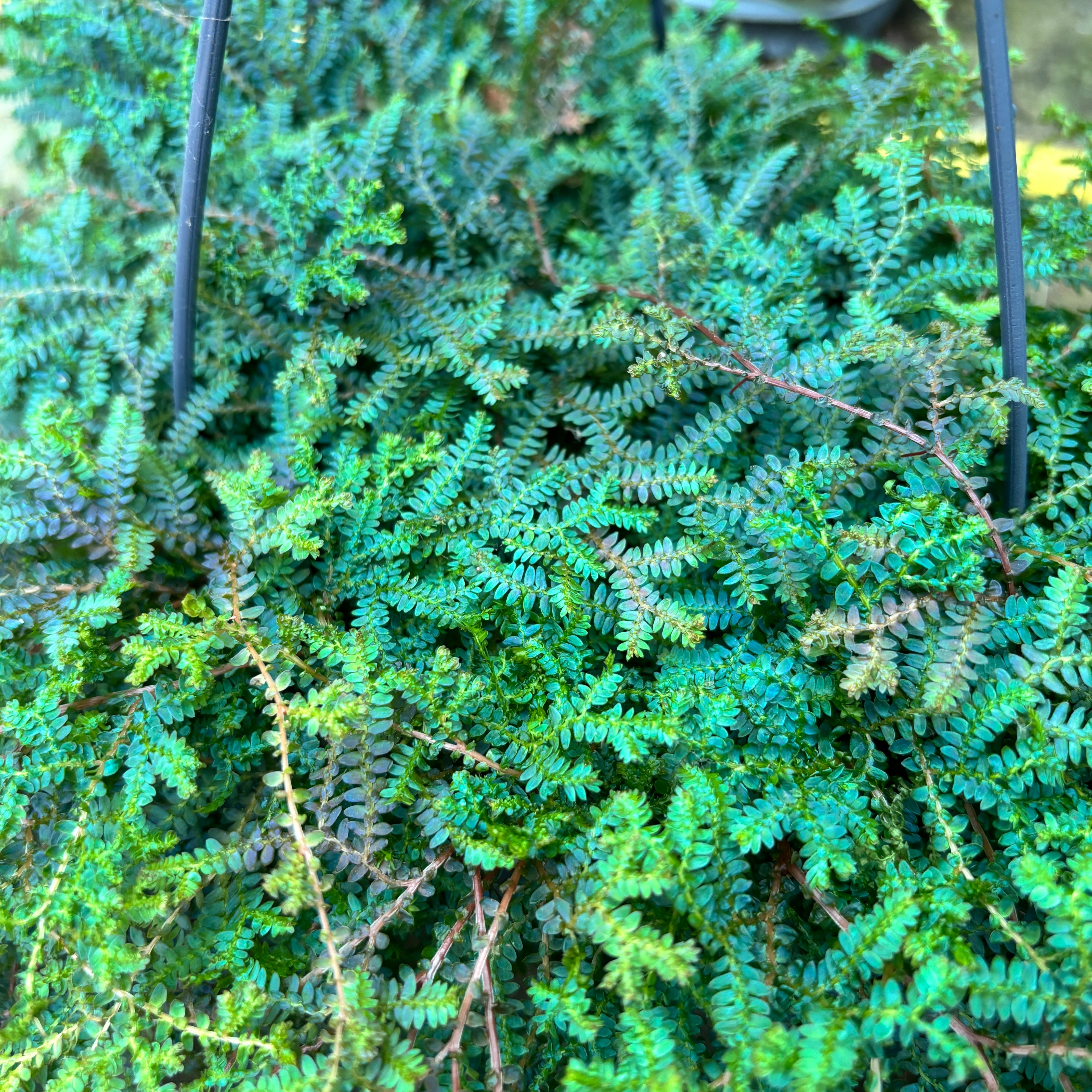 Selaginella uncinata (Påfågelsmossa) XL - regnbågsormbunke