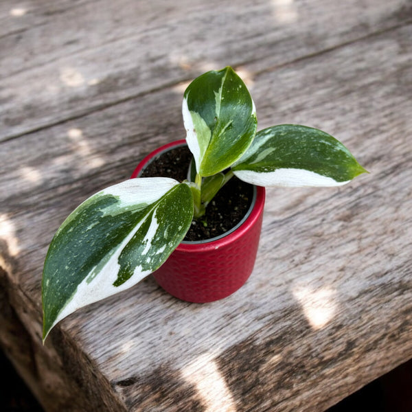 Philodendron White Wizard (babyplant)