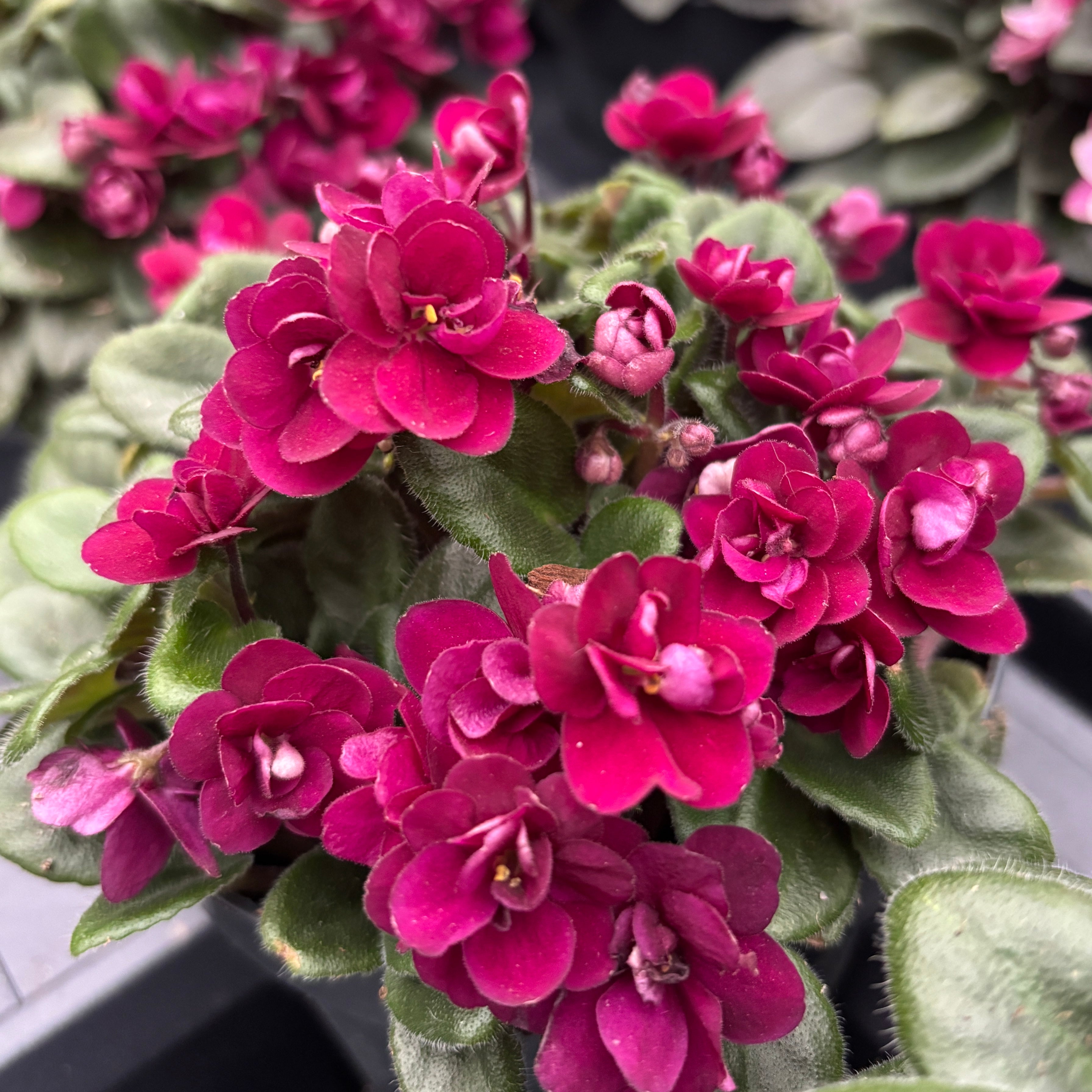 Saintpaulia Mini Red - violete speciale