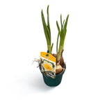 Posebne narcise - Narcissus 'Mrs Iwasa Masako'