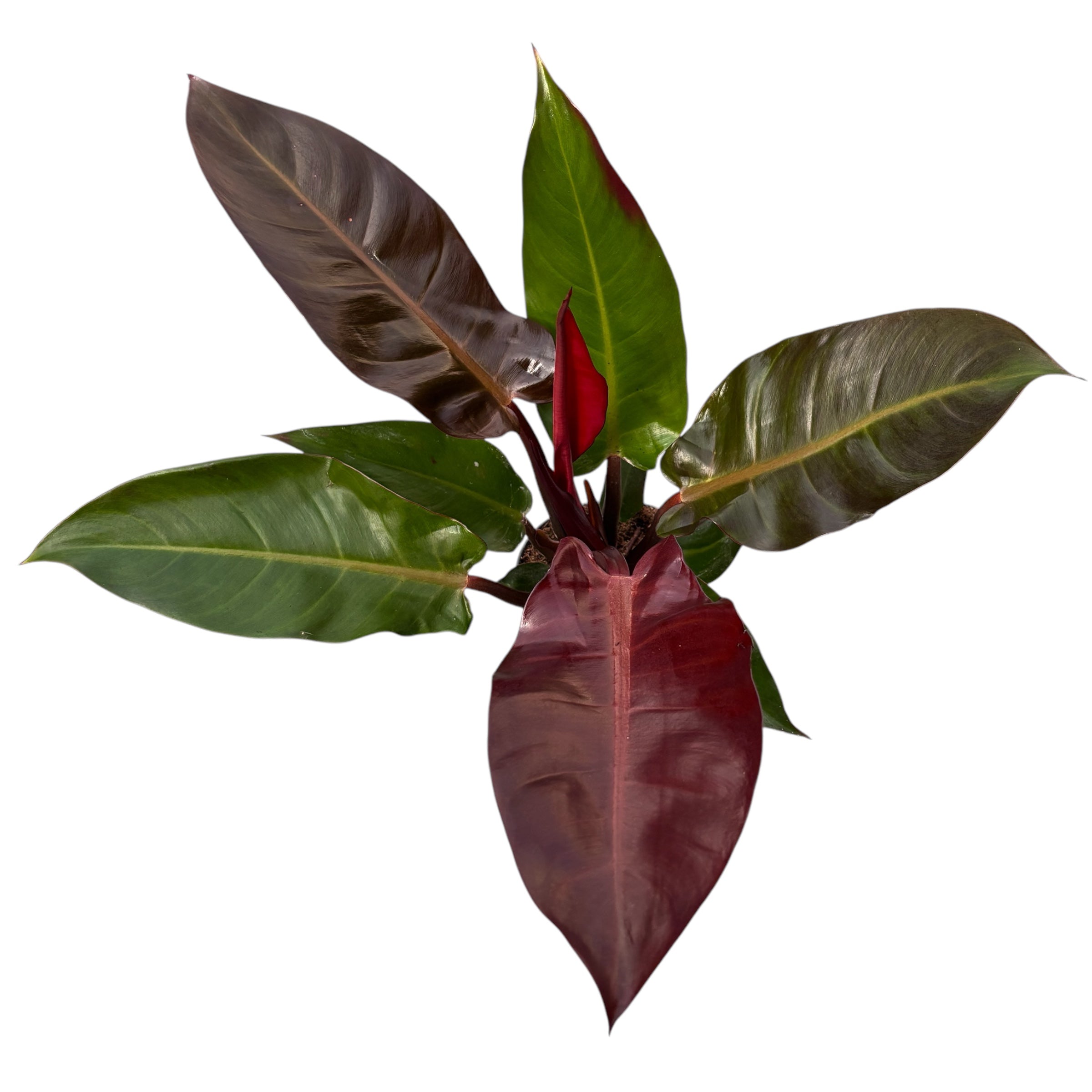 philodendron red cardinal Philodendron 'Red Cardinal' – Secret Garden Plant Shop