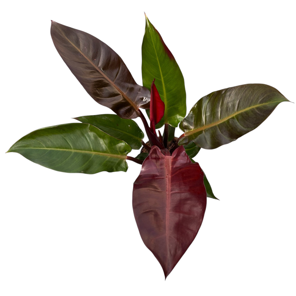 Philodendron ‘Red Cardinal’