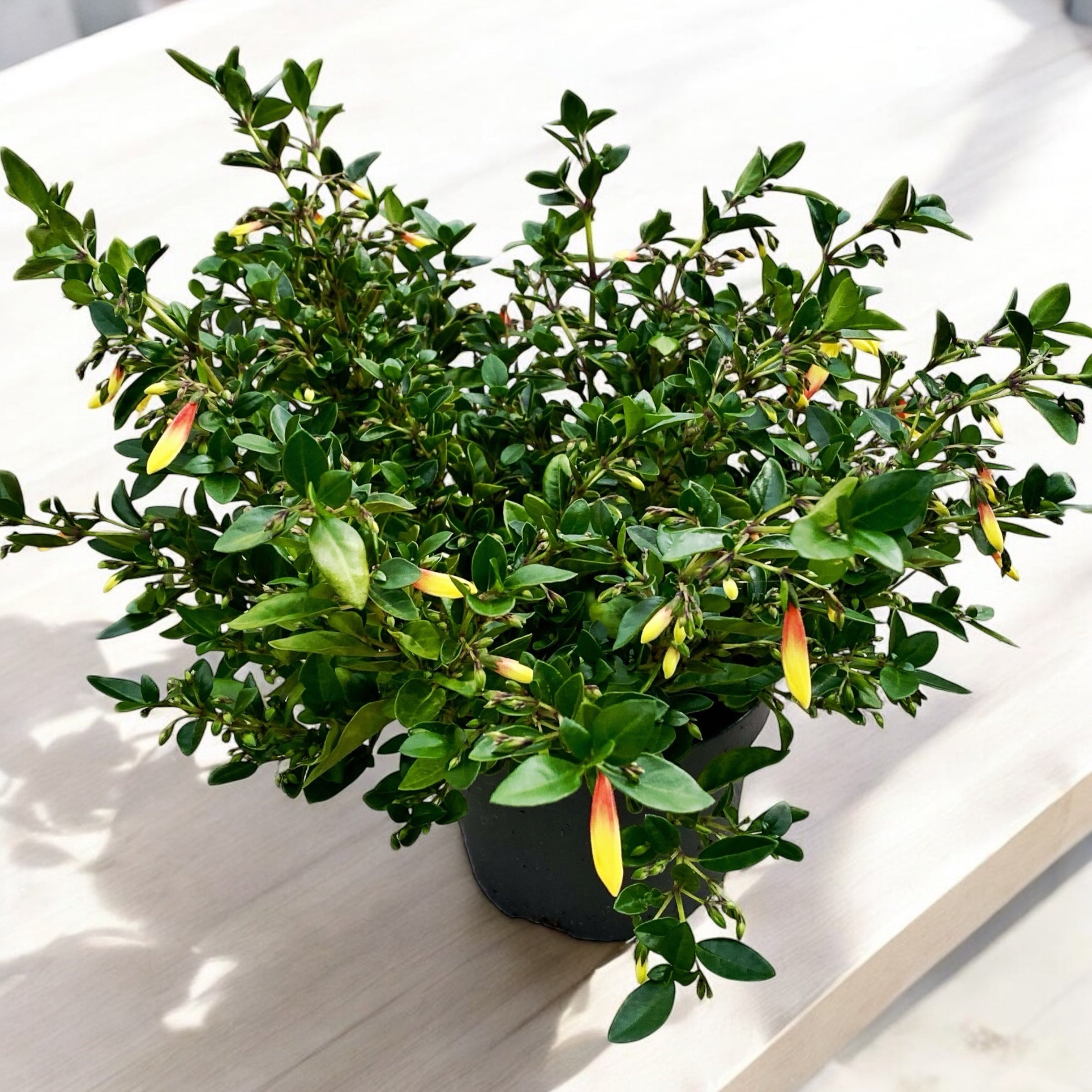 Jacobinia pauciflora (Iacobinia) - fara flori