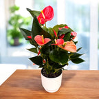 Anthurium ‘Karma Orange’ – flori corai-portocalii, aspect exotic si elegant