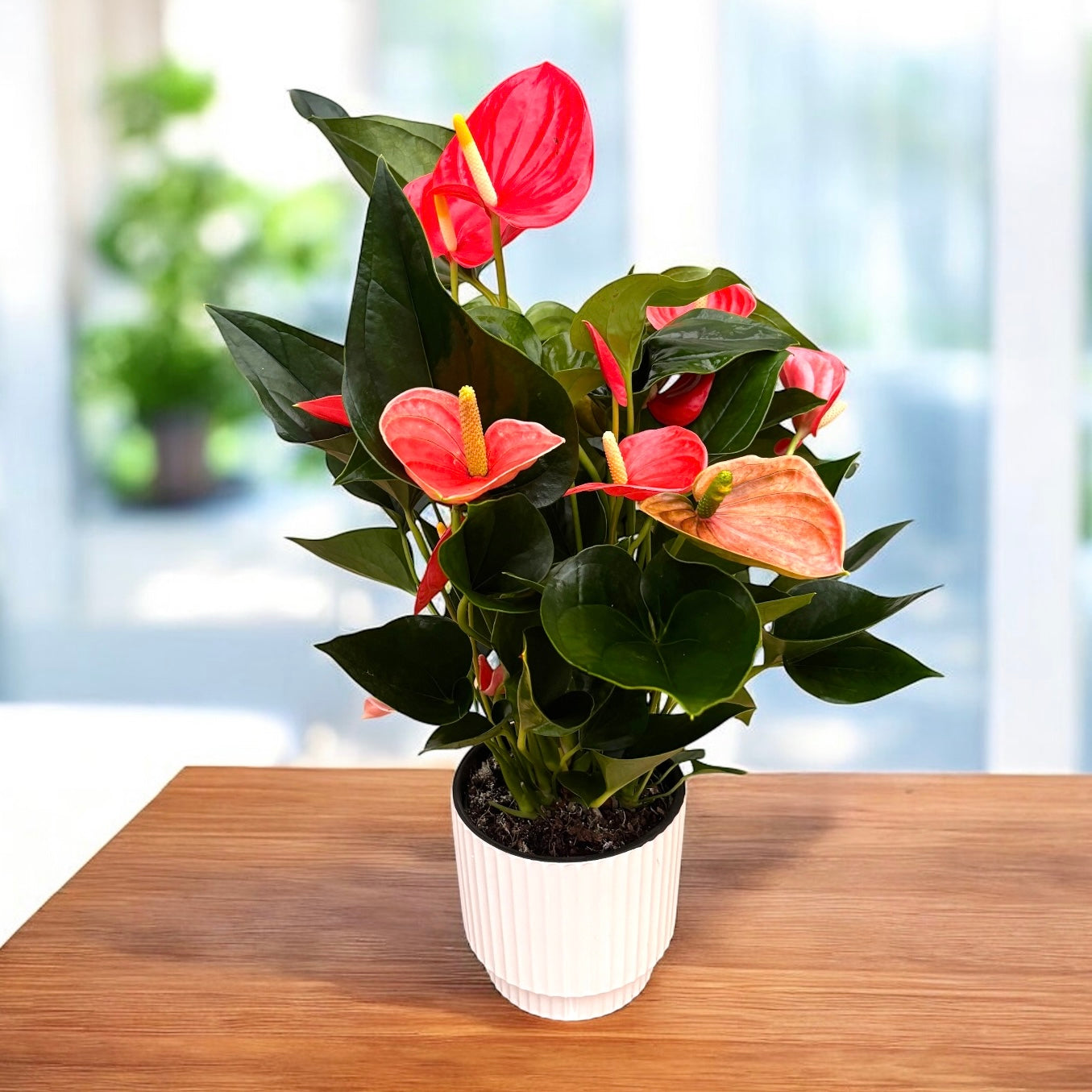 Anthurium ‘Karma Orange’ – flori corai-portocalii, aspect exotic si elegant