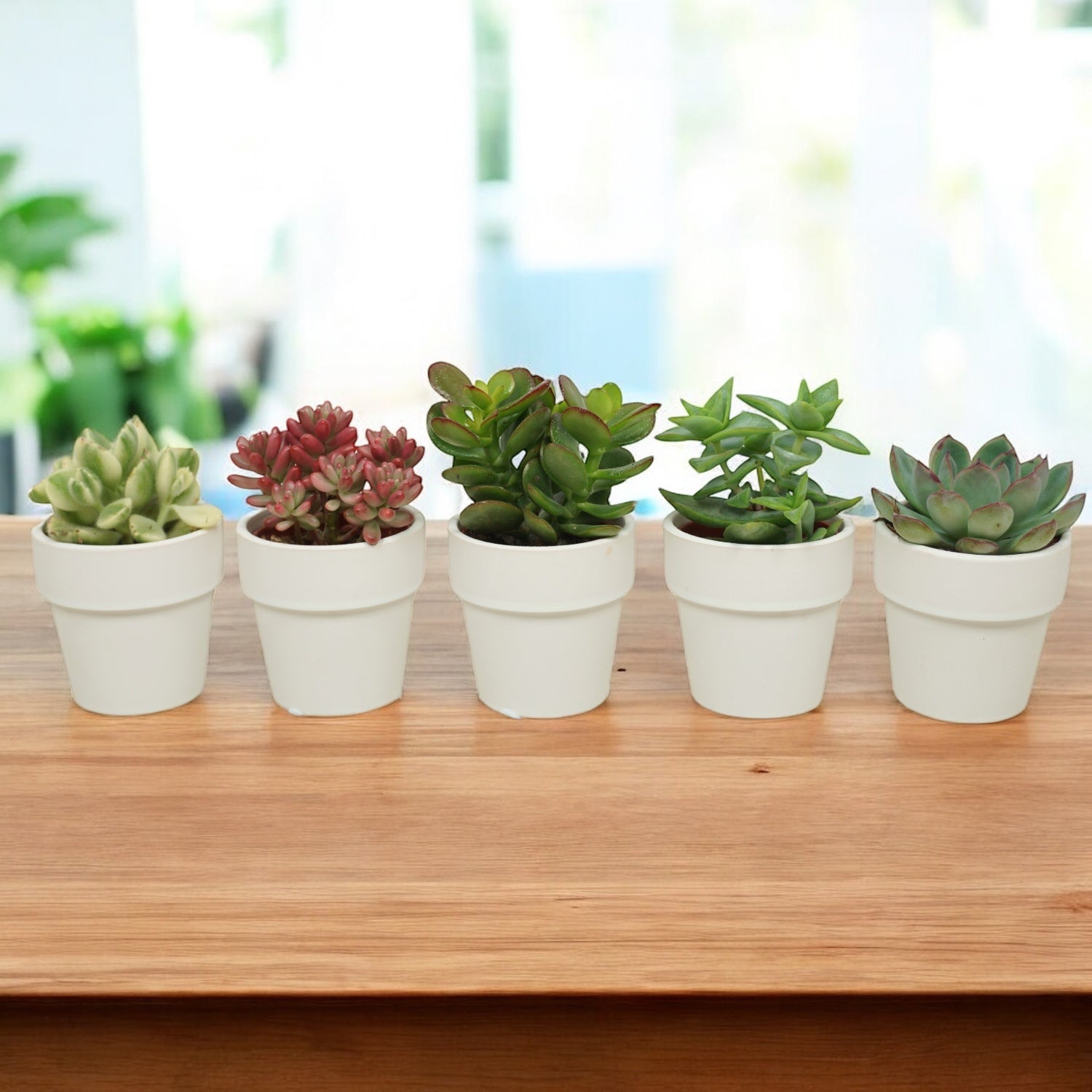 Plante suculente mini cu vas deco (set de 20 buc)