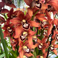 Cymbidium Totorri (Kusuda Shinning) fragrant