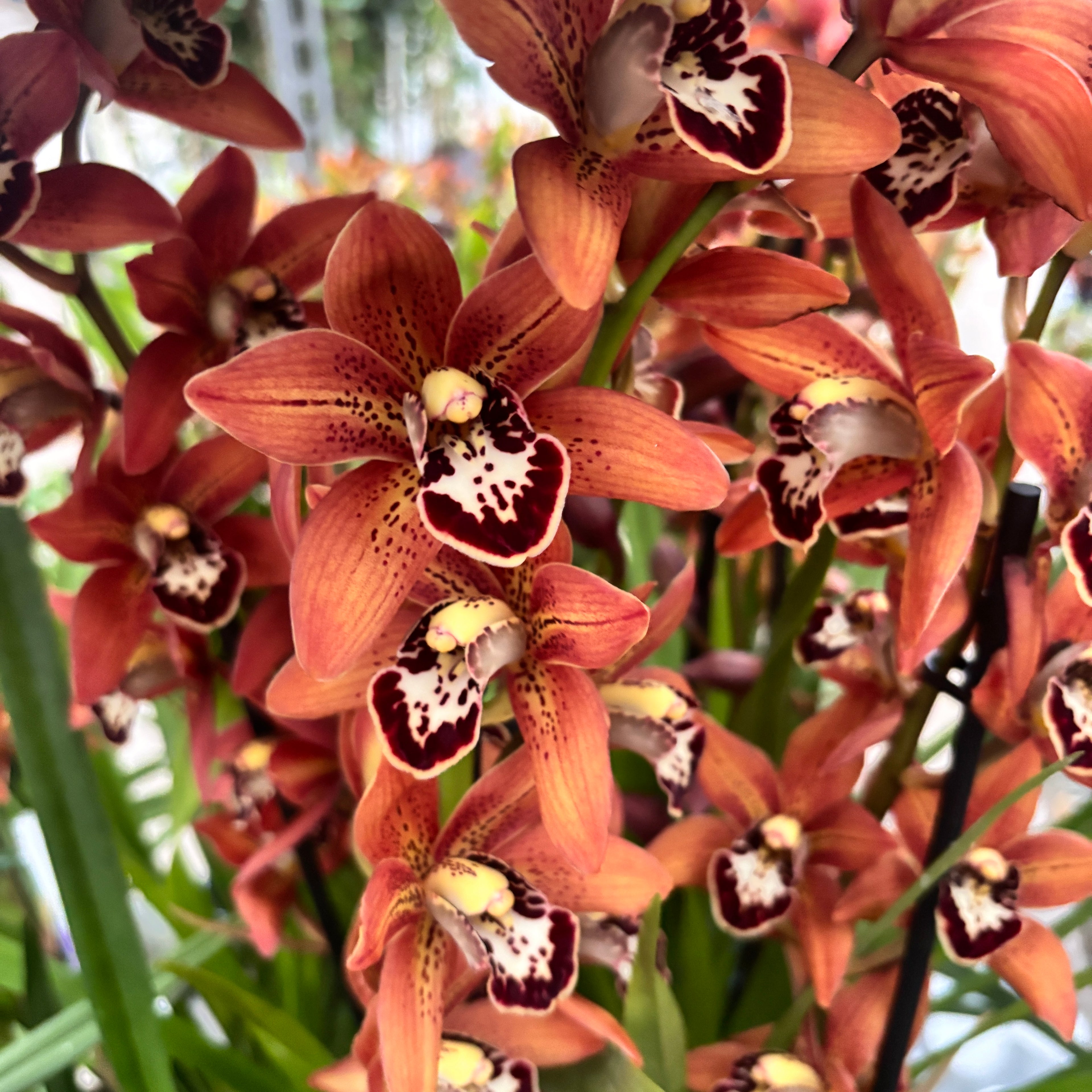 Cymbidium Totorri (Kusuda Shinning) fragrant