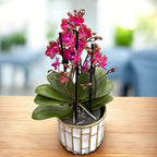 Phalaenopsis Lobke - flori parfumate