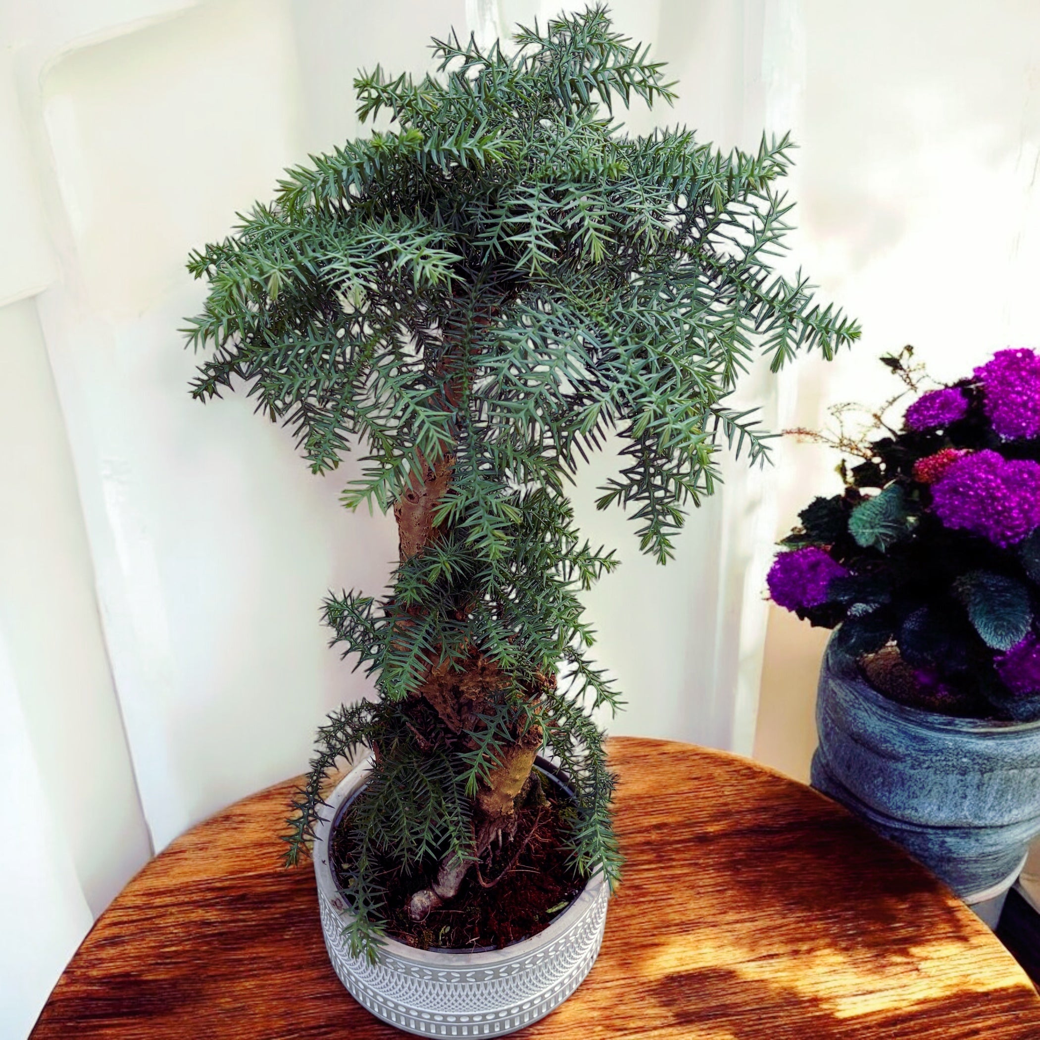 Bonsai Araucaria Cunninghamii in vas deco