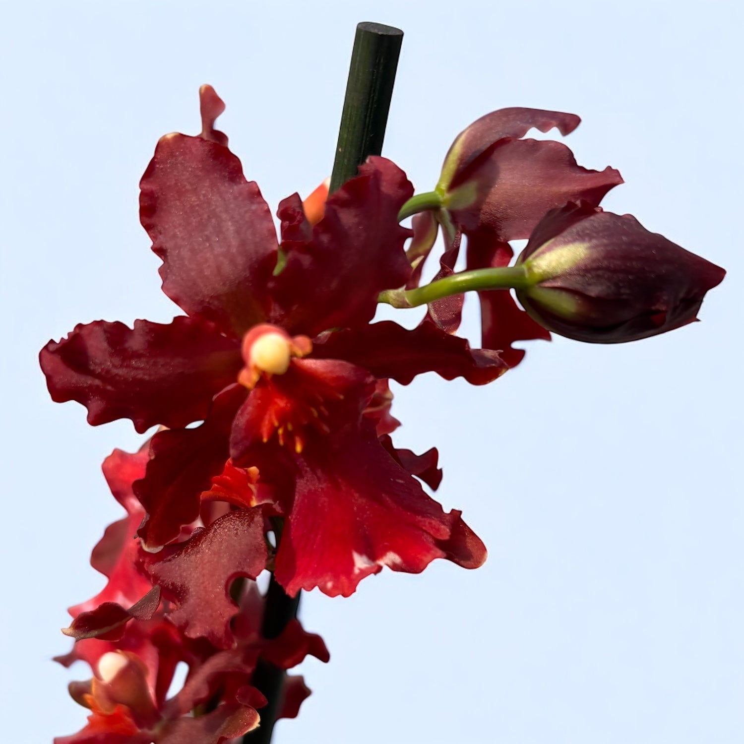 Wilsonara Red