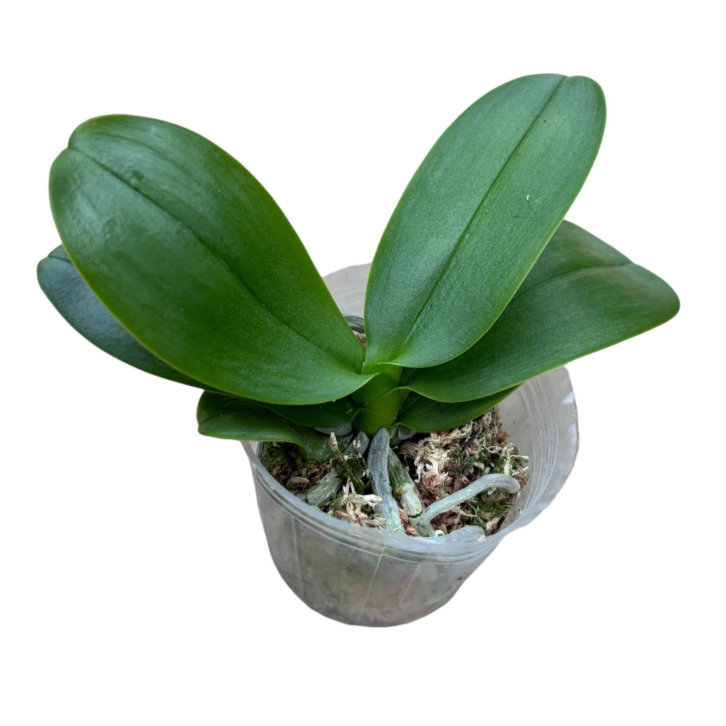 Phalaenopsis Tying Shin Jaguar