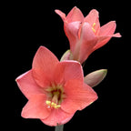 Amaryllis Pink Garden (többvirágú)