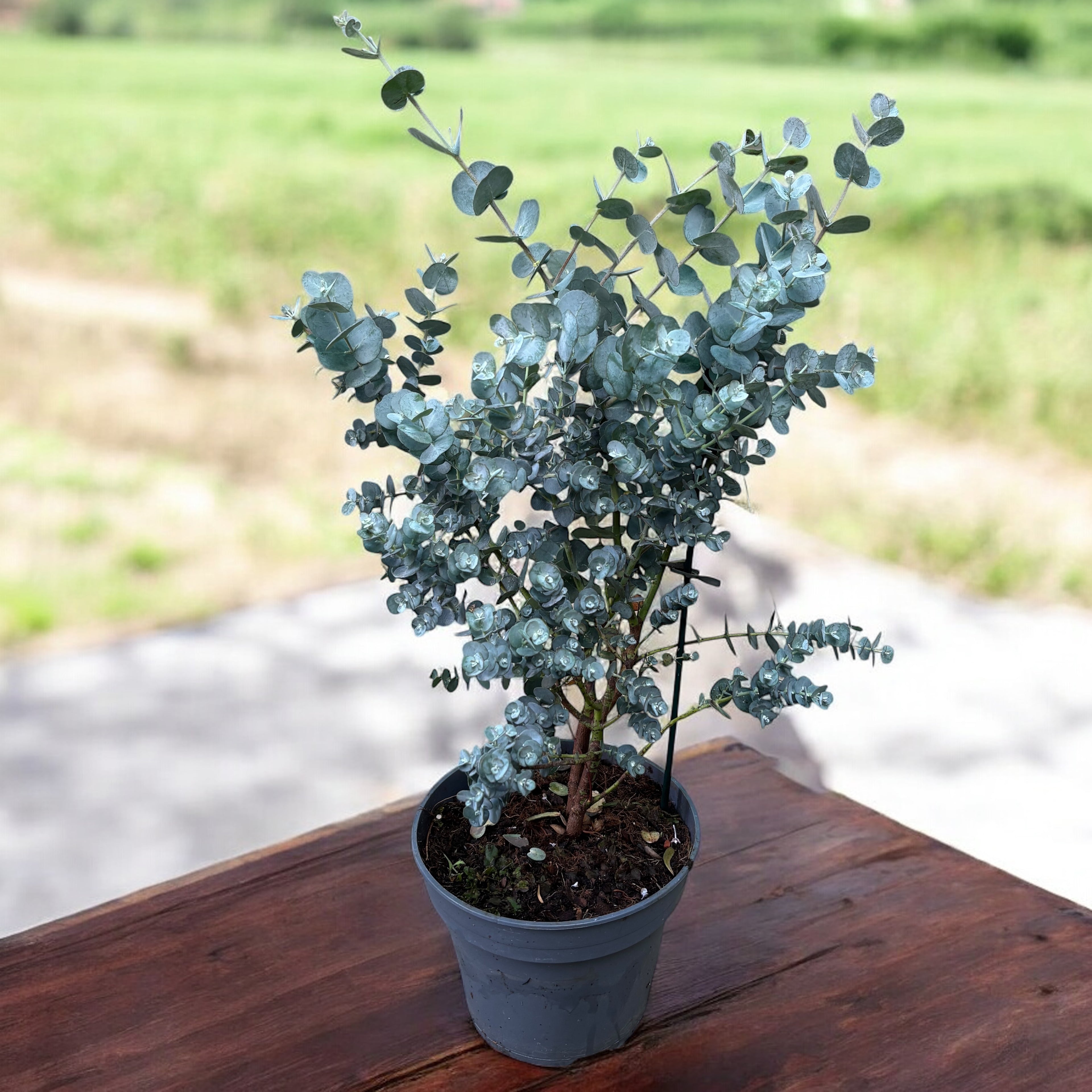 Eucalipt - Eucalyptus gunnii 'Blue Ice'