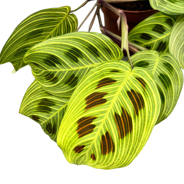 Maranta Leuconeura 'Fantasy' 2 Pflanzen/Topf (Blätter mit Mängeln)