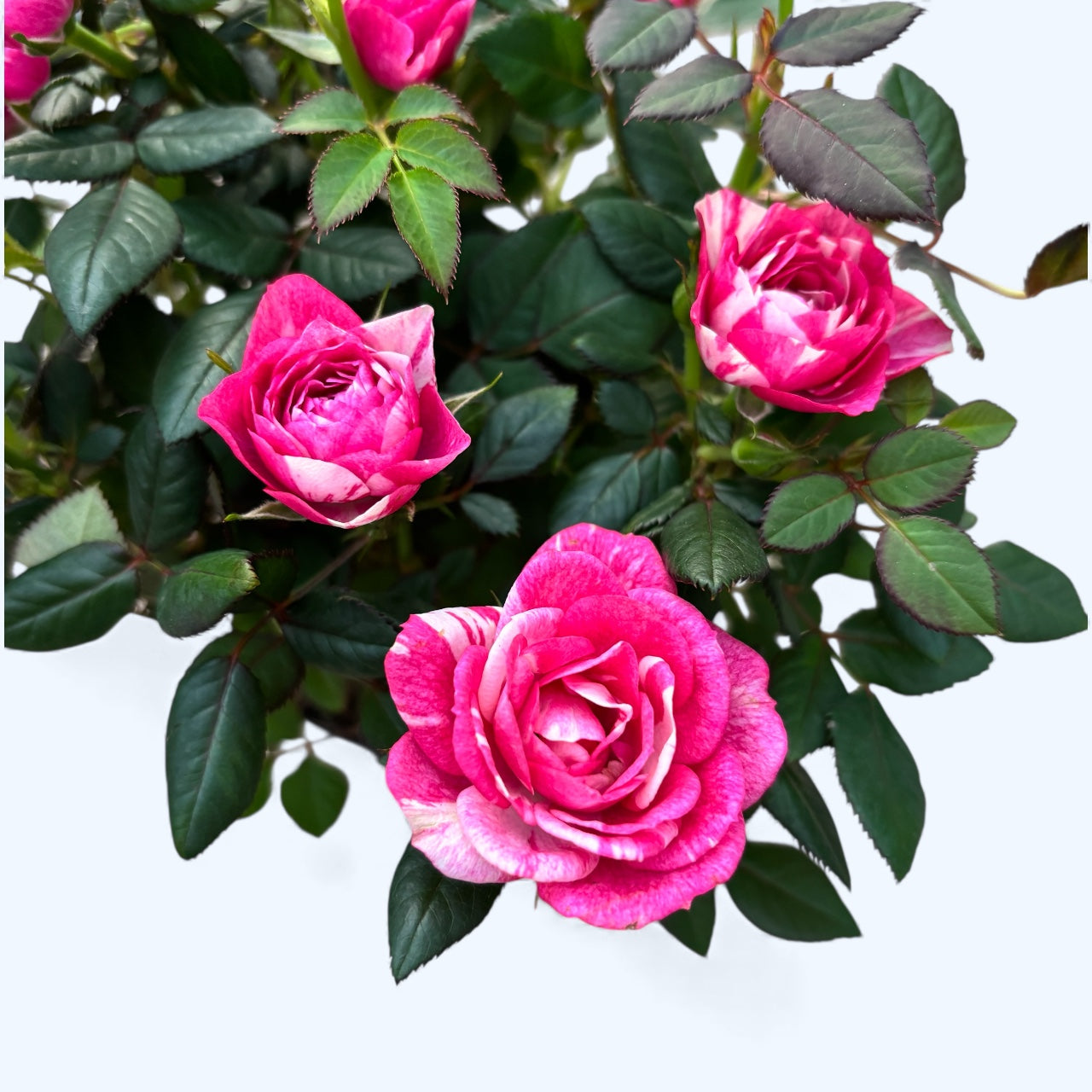 Rosa Twin Colour  - trandafiri pitici cu flori bicolore parfumate