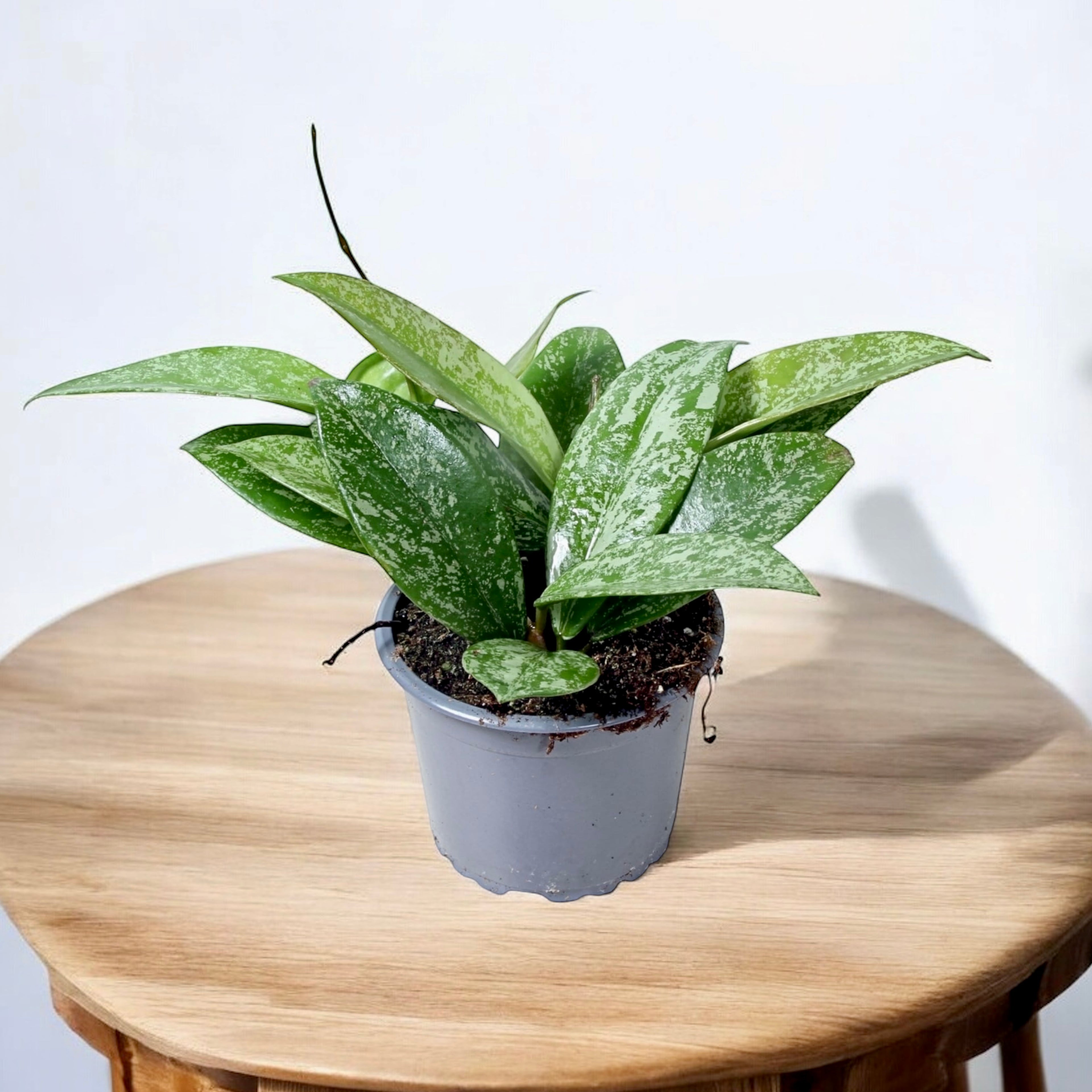 Hoya pubicalyx 'Reva' (super splash) - full pots D9