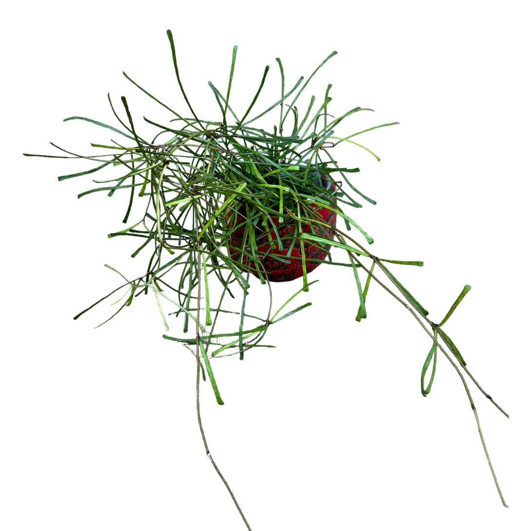 Hoya retusa (Grass Leafed Hoya) - exemplare dezvoltate