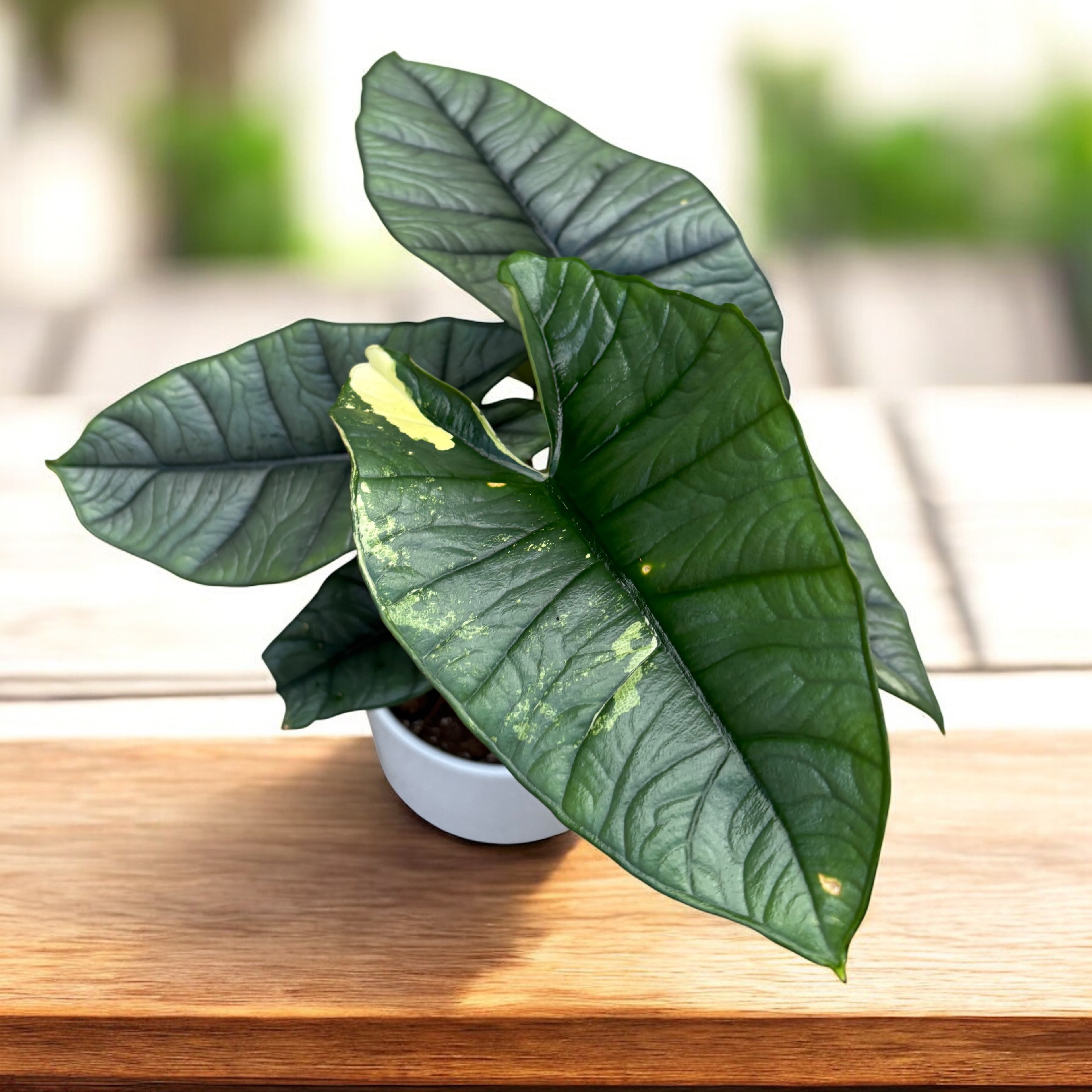 Alocasia 'Platinum Variegata’ - unicat