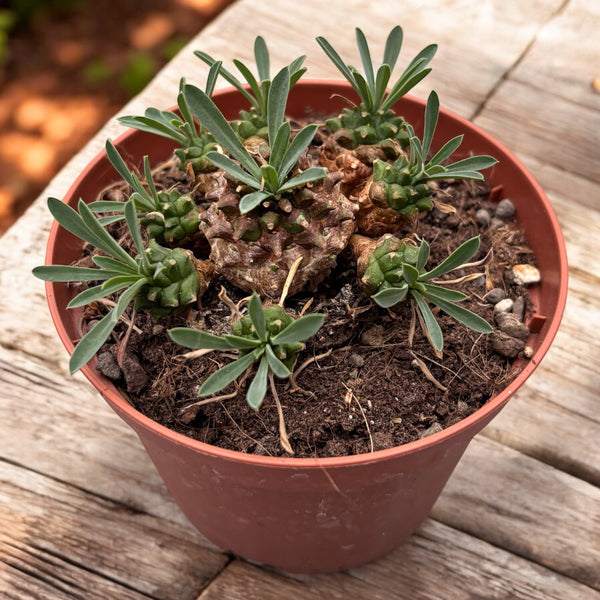 Euphorbia Bupleurifolia 'Tannenzapfenpflanze' (Caudex)