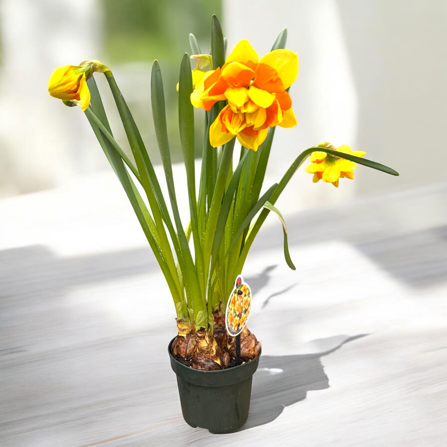 Narcissus ‘Suncatcher’ – narcisa dubla, galben cu centru portocaliu