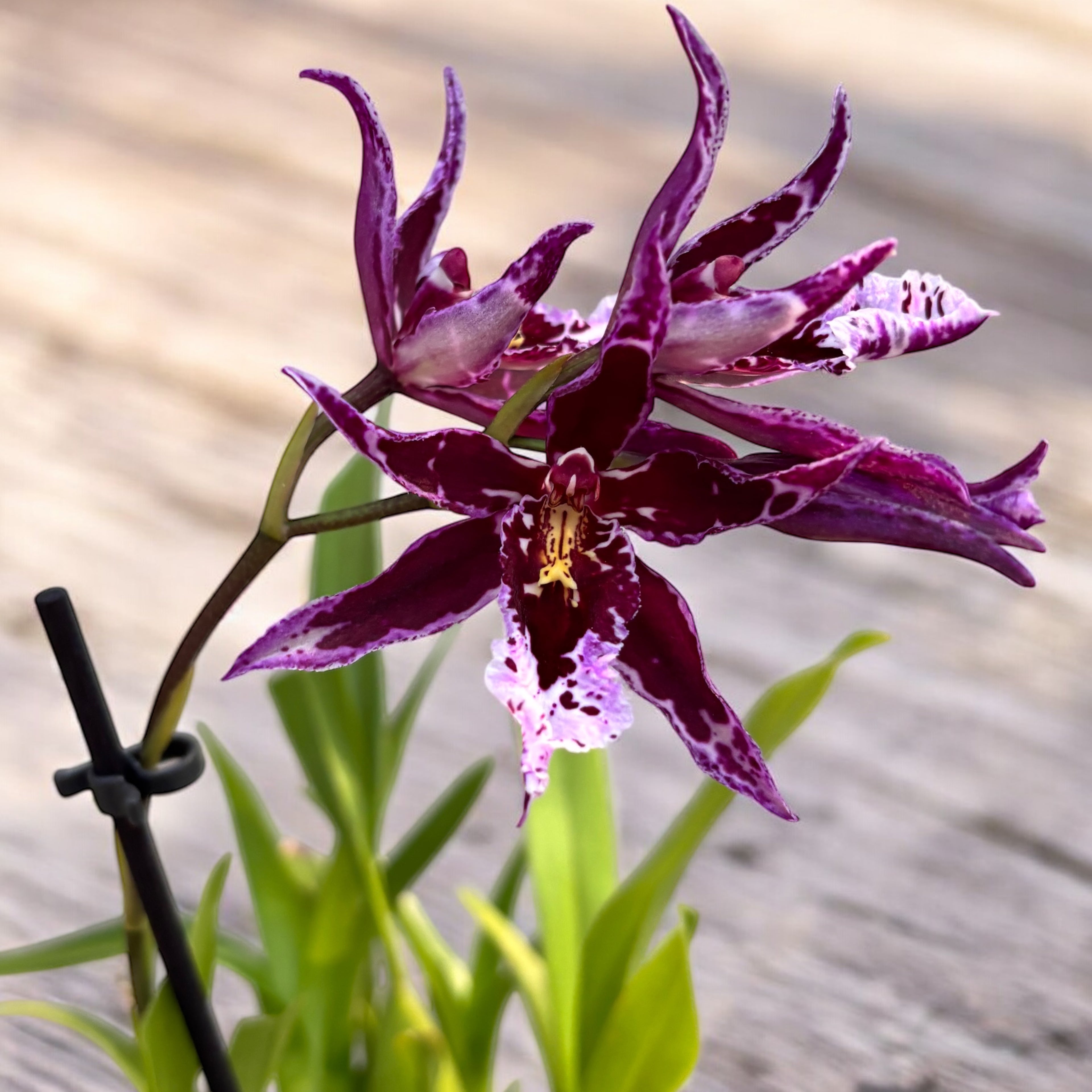 Vuylstekeara Melissa Brianne