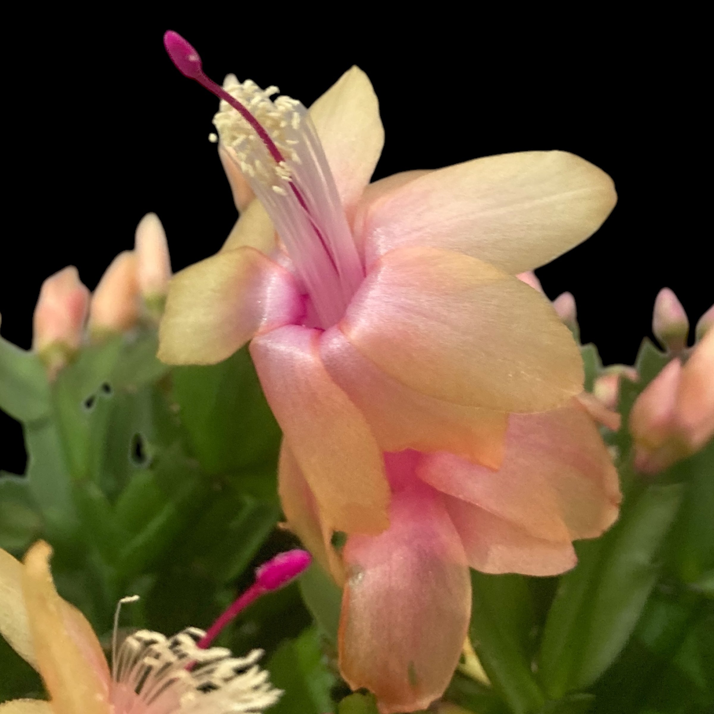 Schlumbergera ‘Limelight Dancer' (Craciunita galbena) - exemplare XL