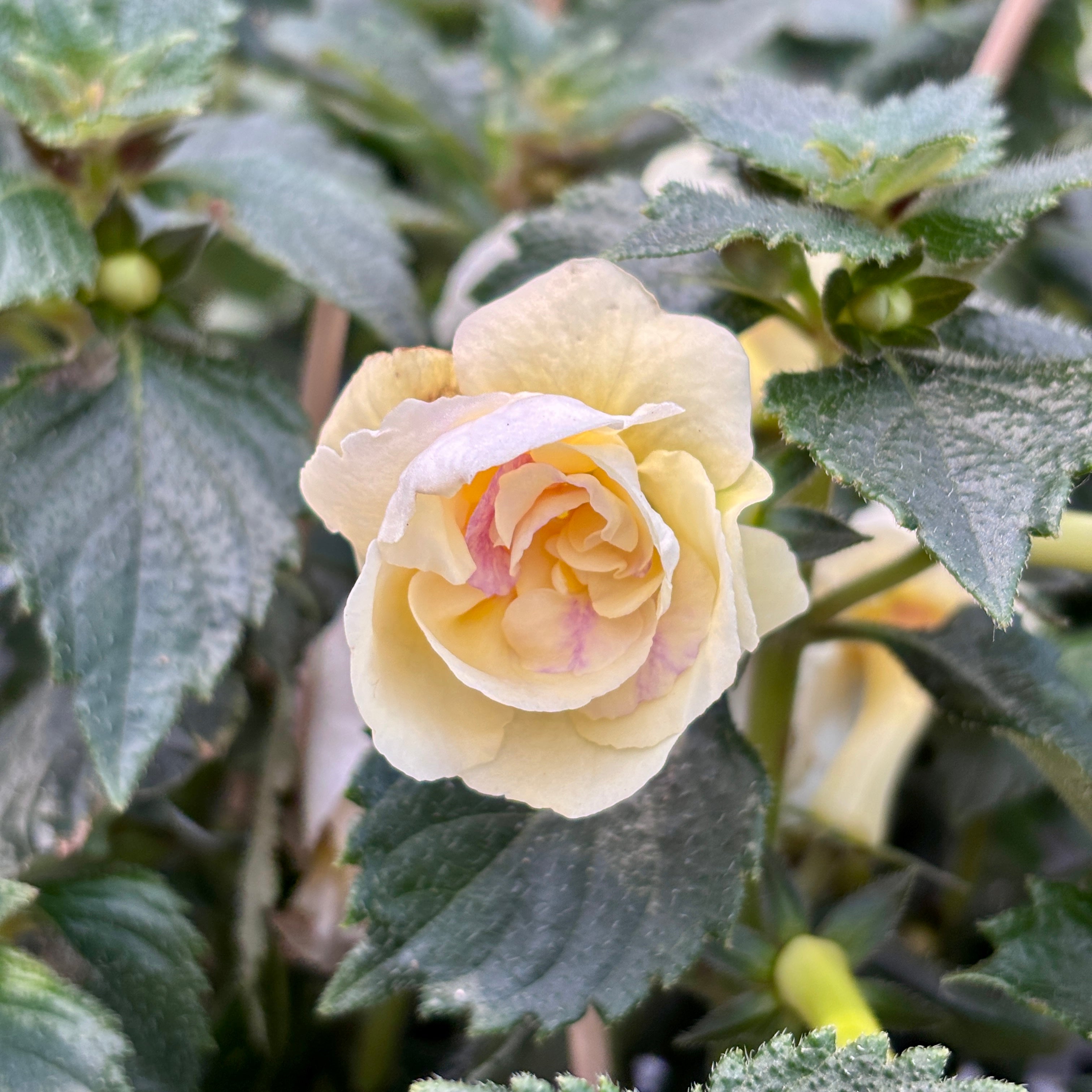Achimenes ‘Yellow English Rose’ - flori duble mari, asemanatoare trandafirilor englezesti