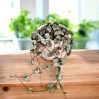 Ceropegia woodii ‘Silver Glory’