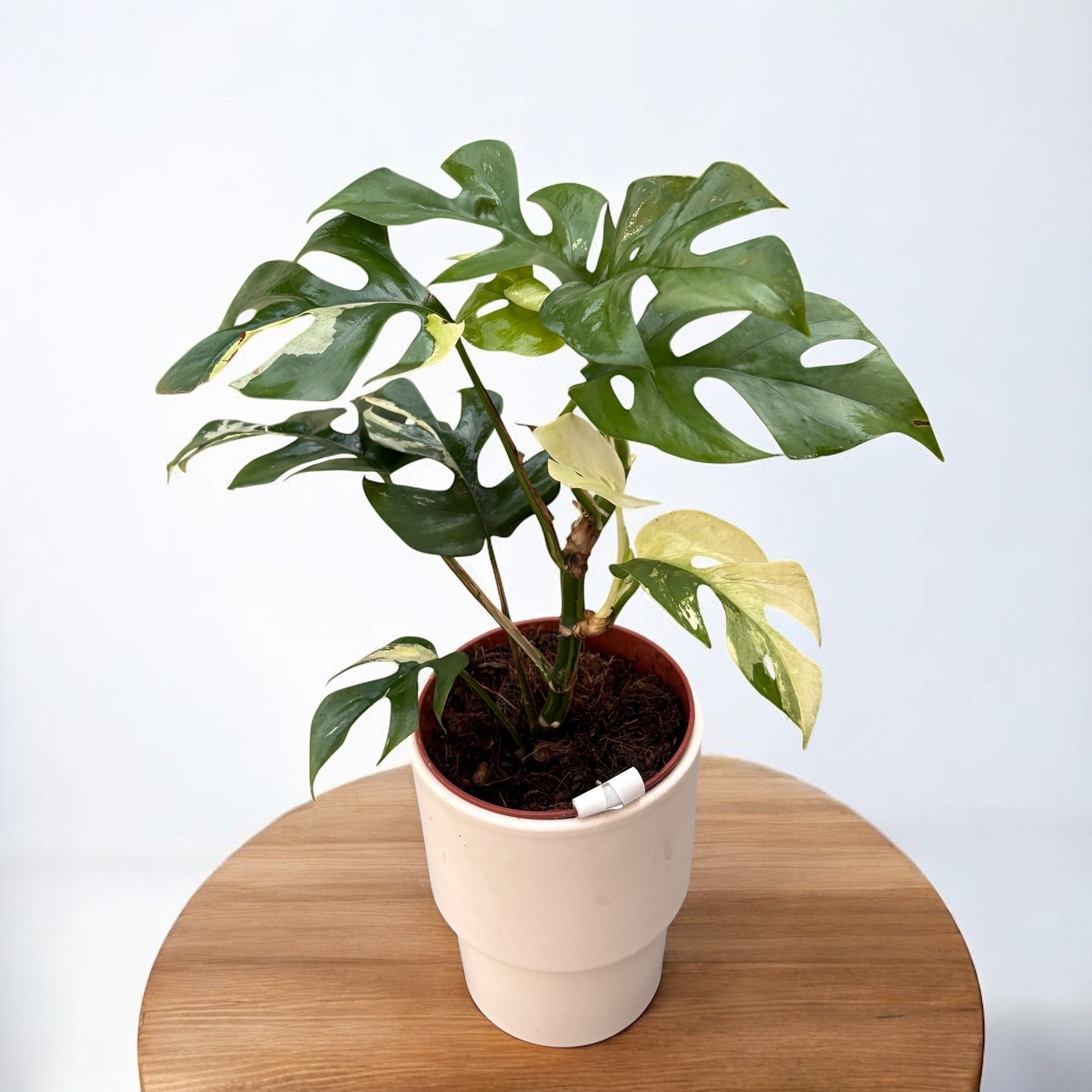 Monstera minima 'Variegata' (Rhaphidophora tetrasperma 'Variegata')