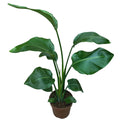 Strelitzia Nicolai XL (Pasarea Paradisului) - 2 plante/ghiveci