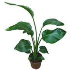 Strelitzia Nicolai XL (Pasarea Paradisului) - 2 plante/ghiveci