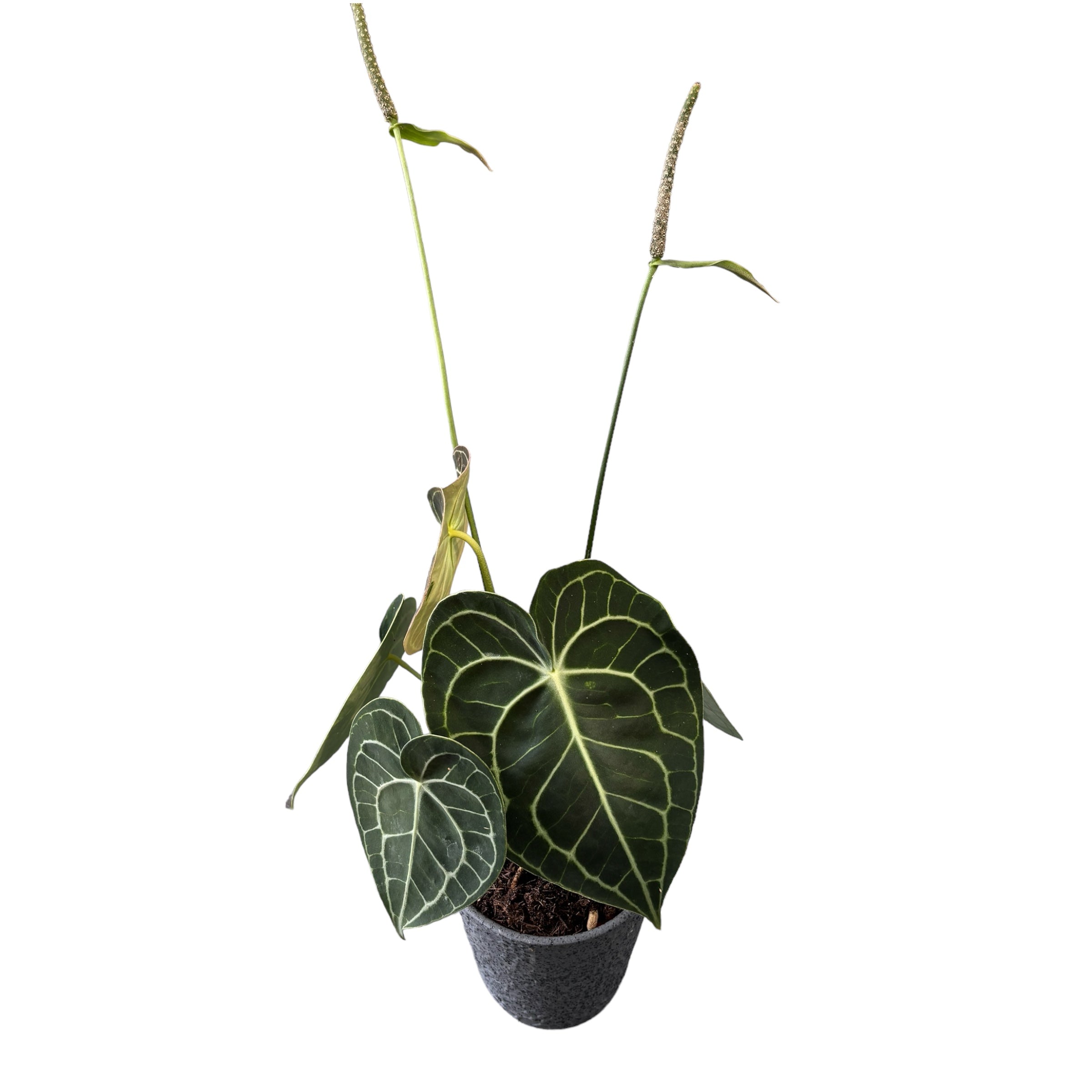Anthurium clarinervium – bijuterie botanica