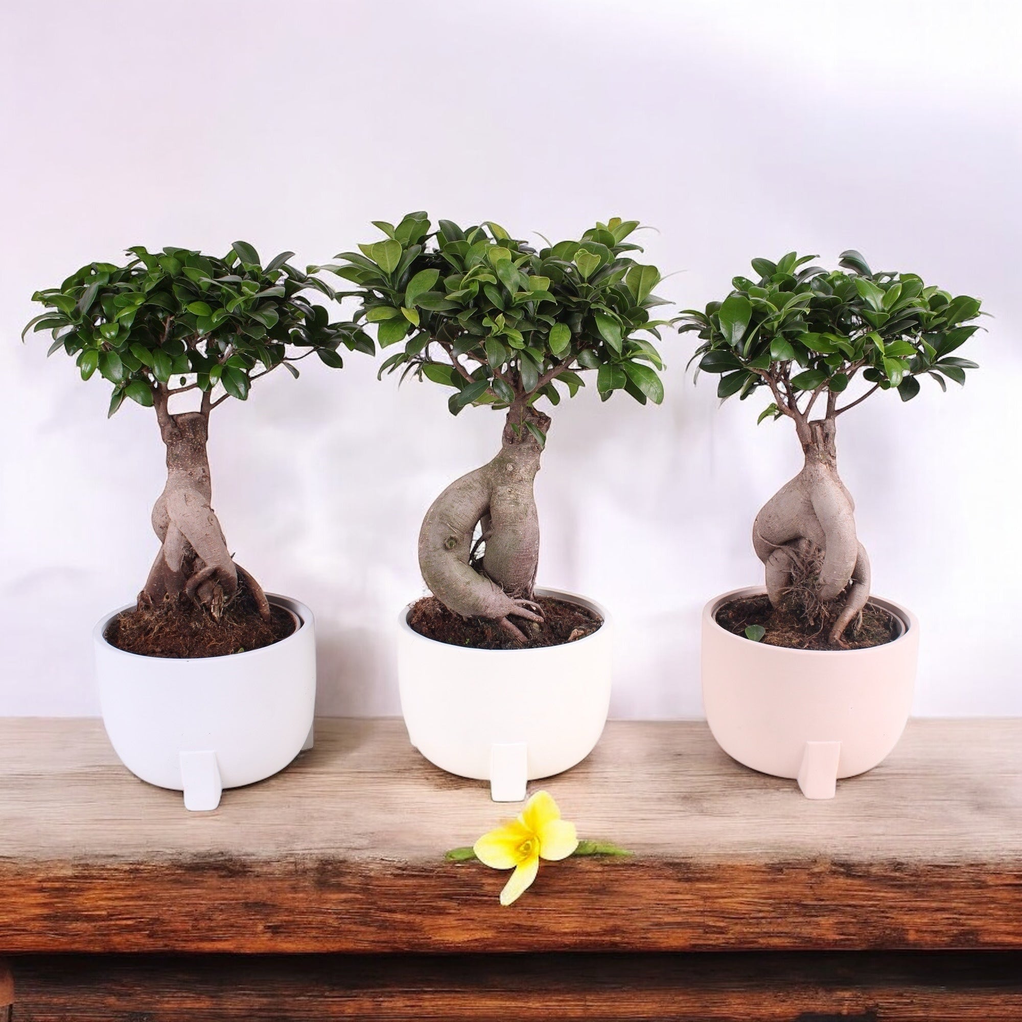 Bonsai Ficus Microcarpa Ginseng (copacul vietii)