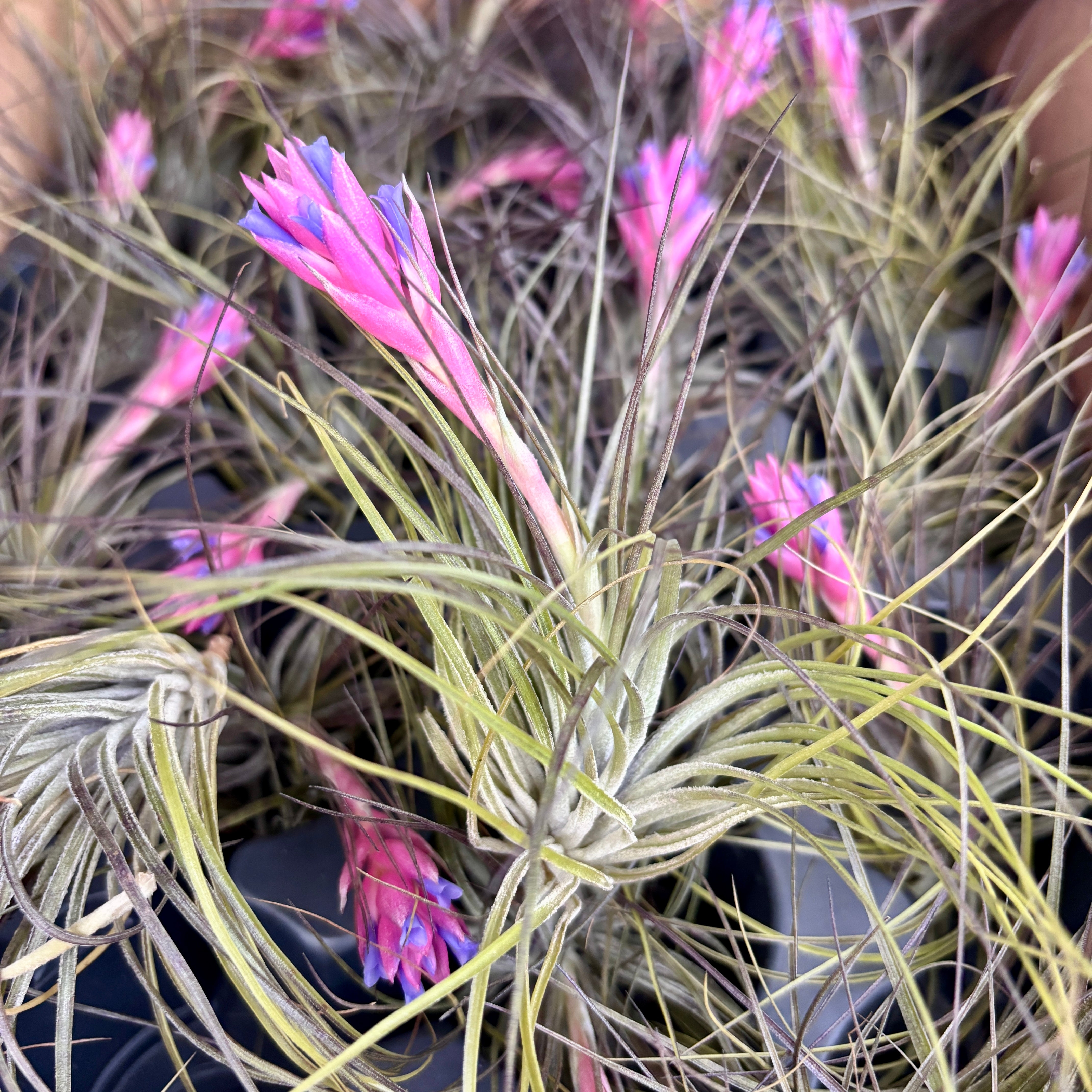 DENDROBIUM様 Tillandsia stricta Tillandsia Stricta Air Plant – Secret Garden Plant Shop