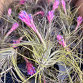 Planta aeriana Tillandsia Stricta