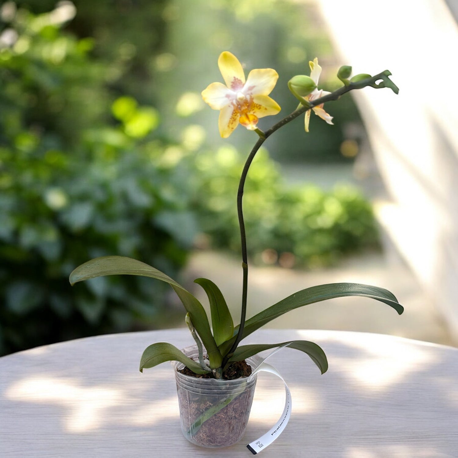 Phalaenopsis I-Hsin Samuel - flori parfumate