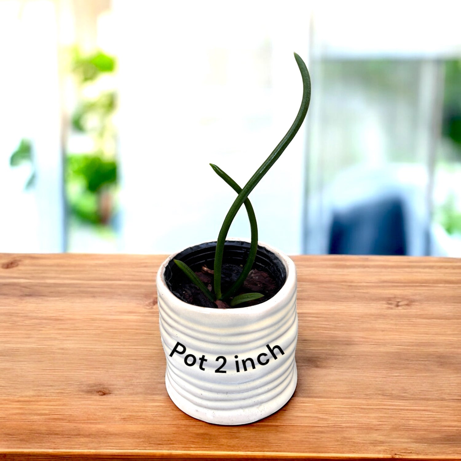 Paraphalaenopsis labukensis - parfum de scortisoara