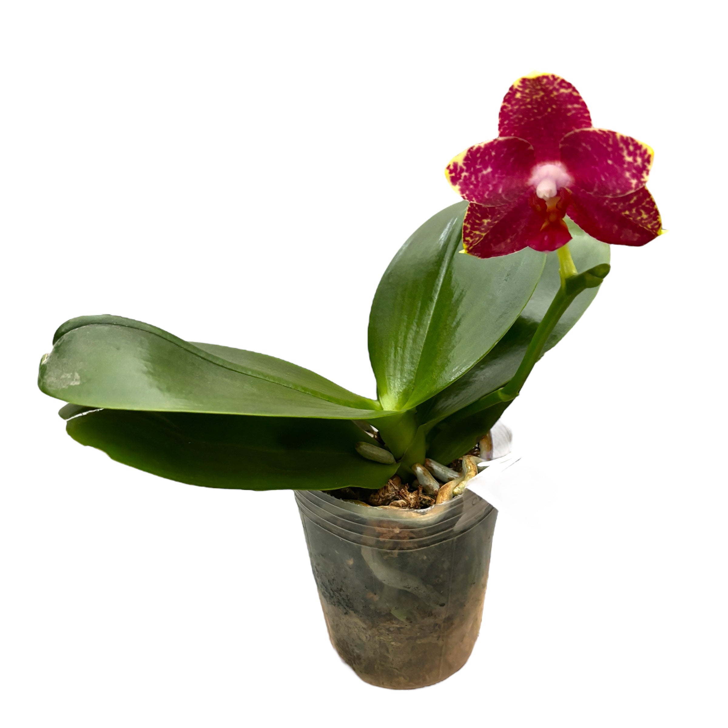 Phalaenopsis AL Sun Hannover 'Red' *parfumata