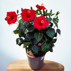 Hibiskus rosa-sinensis ‘Sunny Bordeaux’ - primjerci XL