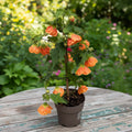 Abutilon 'Orange' (Javorový květ)