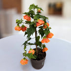 Abutilon 'Orange' (Floarea artar)