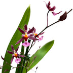 Oncidium Katrin Zoch 'Mieke' (kirjavalehtinen) - tuoksuvat kukat