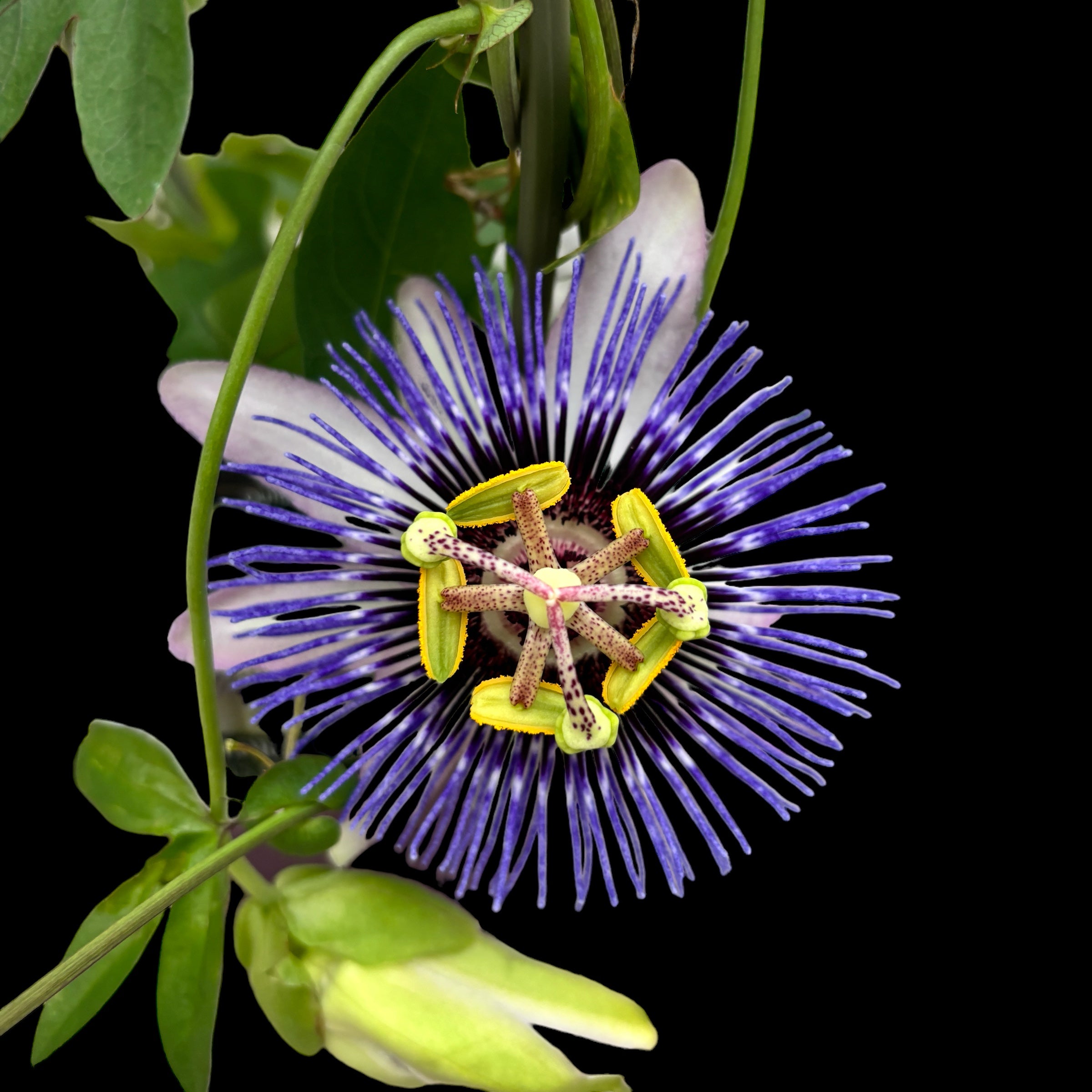 Passiflora 'Damsels Delight' (floarea pasiunii)