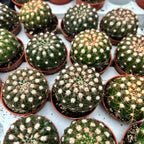 Notocactus uebelmannianus