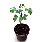 Ginkgo biloba in pot - Pagoda tree D15